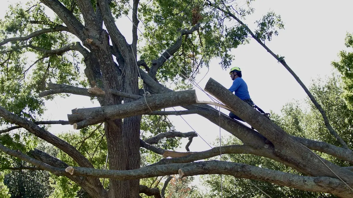 Professional Crown Thinning performed by certified arborists in Smallwood